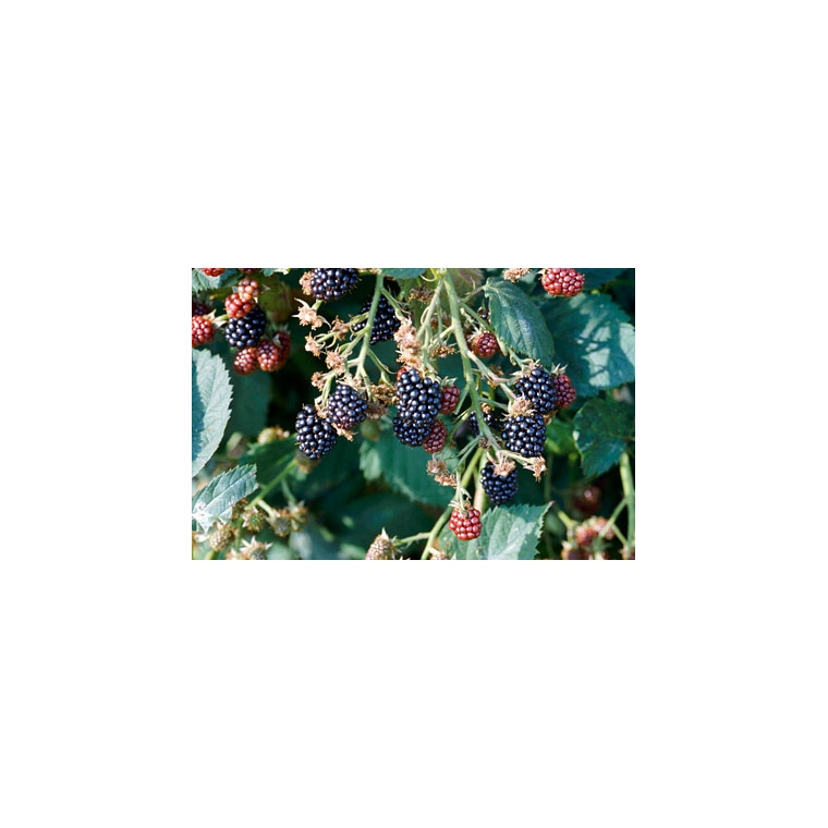 Braam (Rubus fruticosus'Thornfree') 