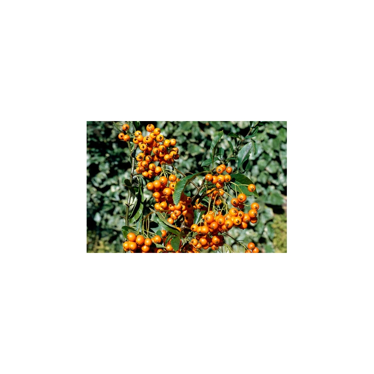 Pyracantha'Golden Charmer' 