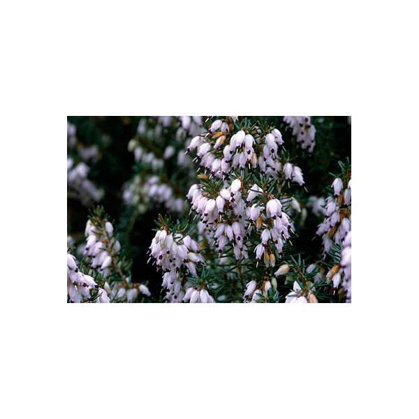 Erica darleyesis'Jenny Porter' 