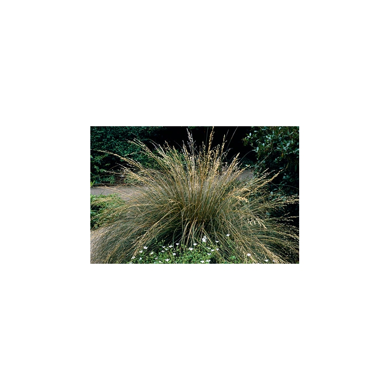Deschampsia cespitosa'Bronzschleier'