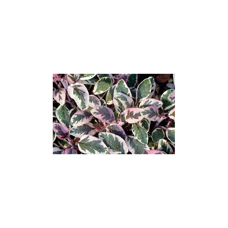 Salvia officinalis'Tricolor'