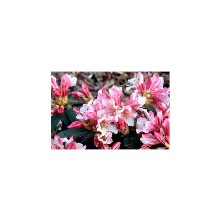 Rhododendron'Wee Bee' 