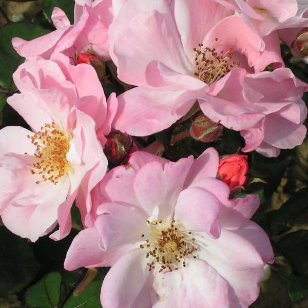 Rosa'Claire Matin' 