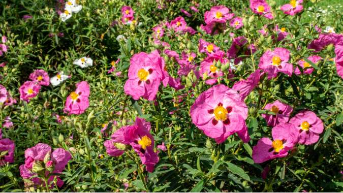 Cistus purpureus 