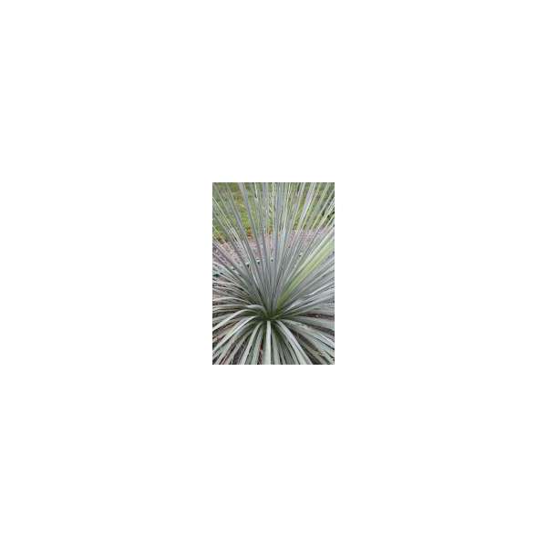 Yucca glauca