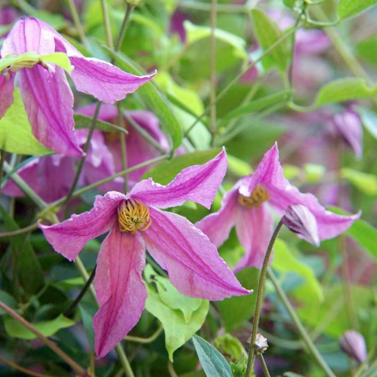 Clematis'Pink Delight'