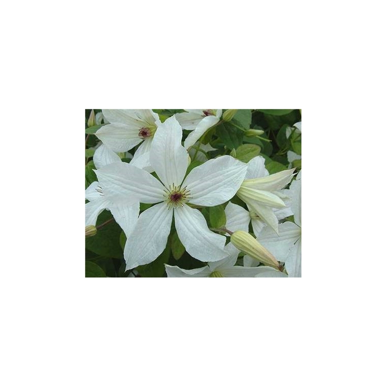 Clematis'Forever Friends' 